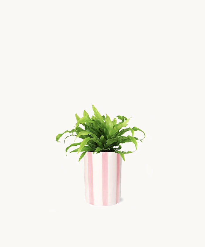 Bright green indoor plant in a stylish pink and white striped pot, adding freshness to any space.
