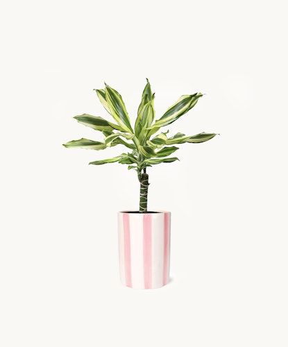 A vibrant striped potted plant with green and yellow leaves, adding charm to any space.