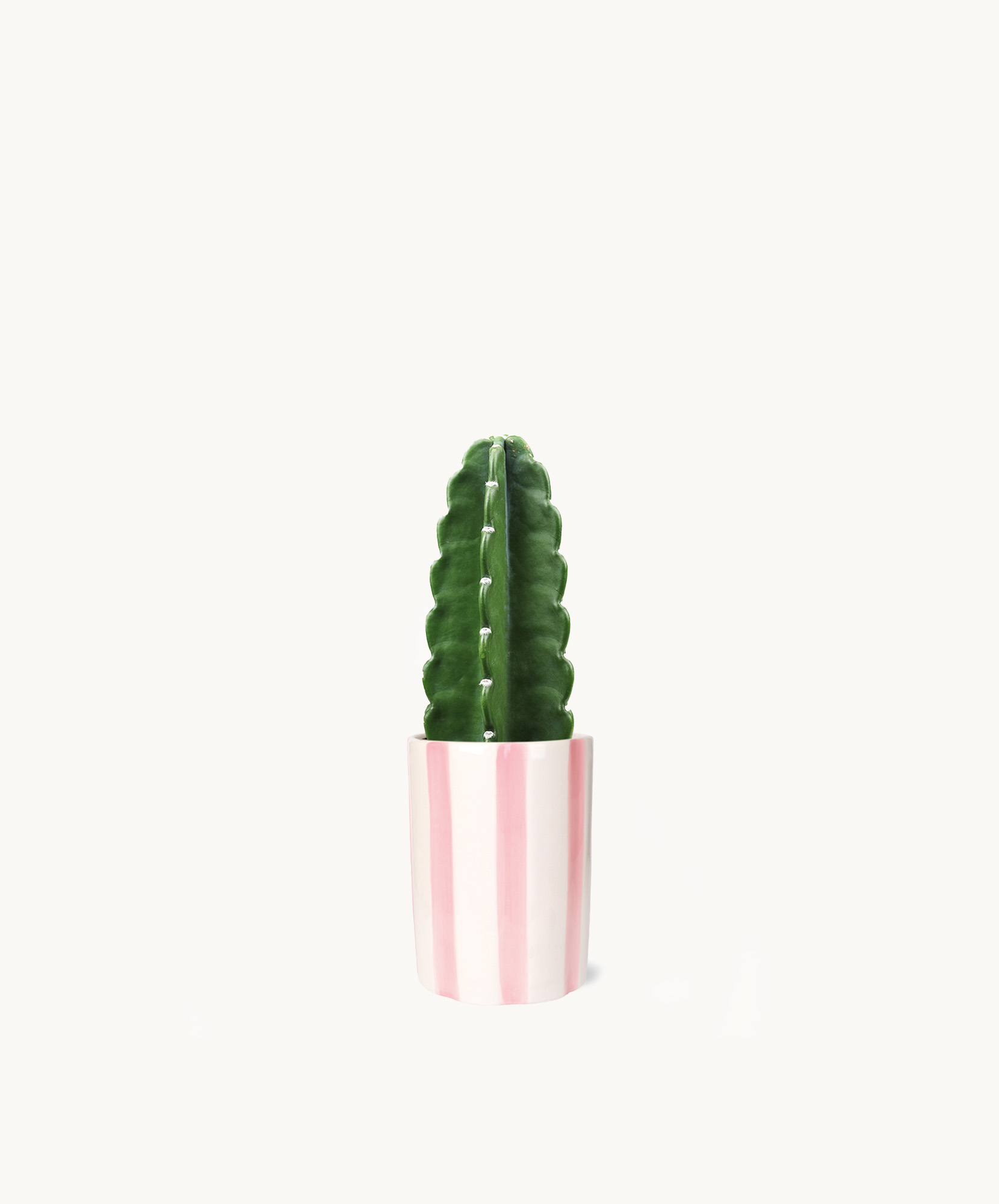Chic green cactus in a pink striped pot, adding modern decor to any space. Perfect for plant lovers.