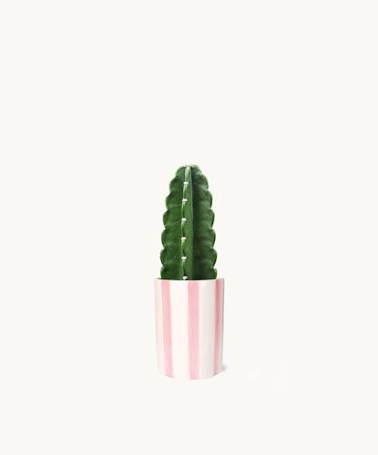 Chic green cactus in a pink striped pot, adding modern decor to any space. Perfect for plant lovers.