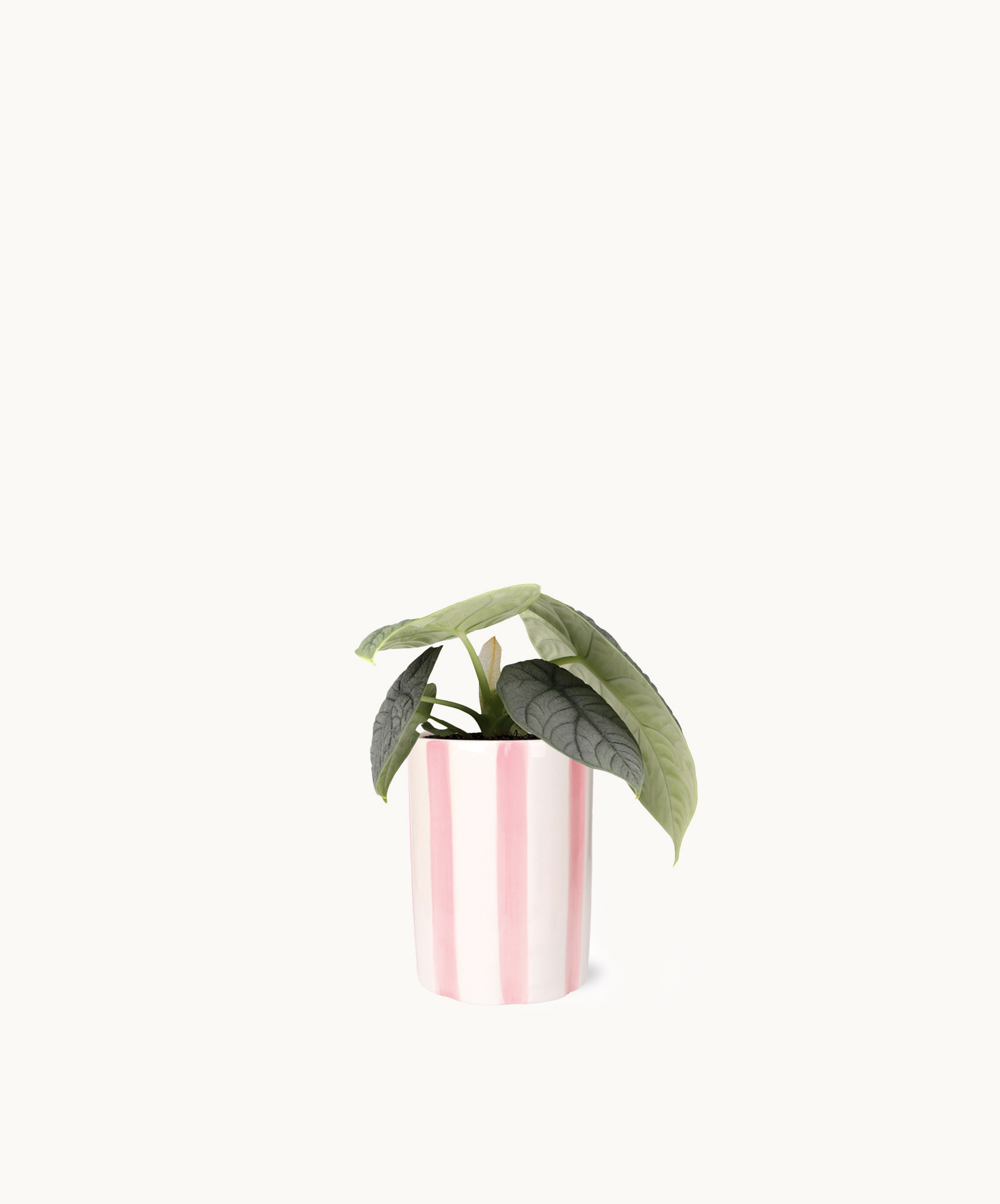 Stylish potted plant in a pink striped container, perfect for home decor accents.