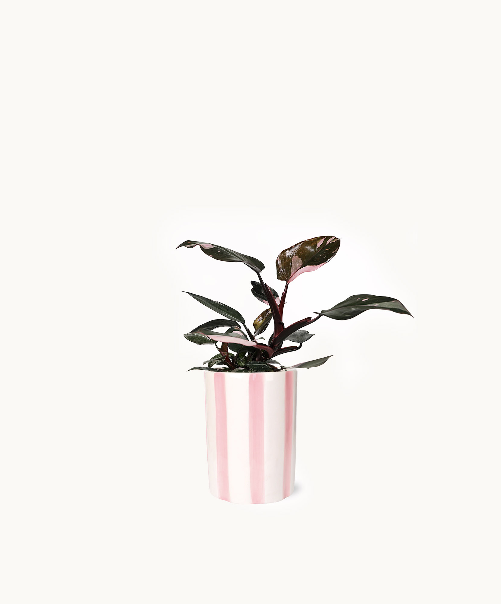 A stylish potted plant with dark green and burgundy leaves in a striped pink planter.