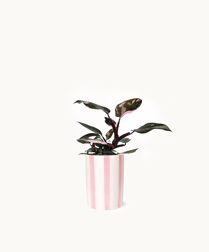 A stylish potted plant with dark green and burgundy leaves in a striped pink planter.