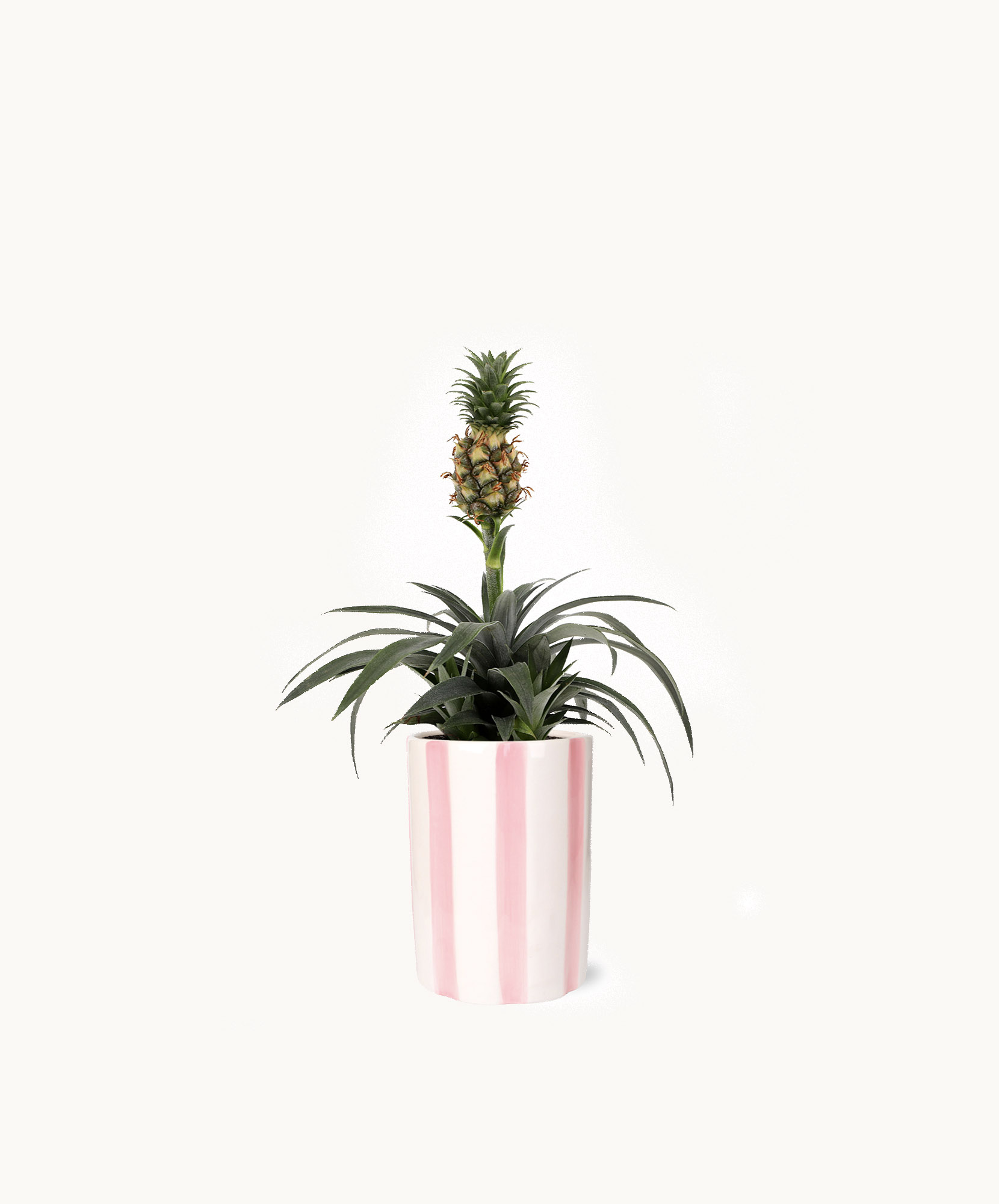A charming pineapple plant in a stylish pink-striped pot, adding tropical flair to any decor.