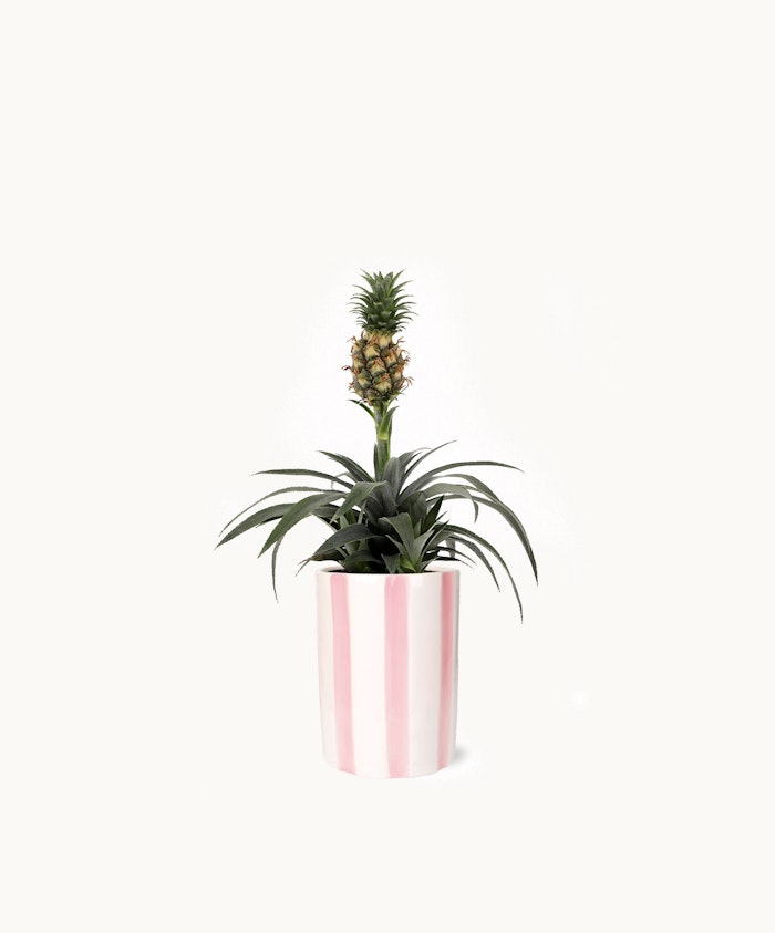 A charming pineapple plant in a stylish pink-striped pot, adding tropical flair to any decor.