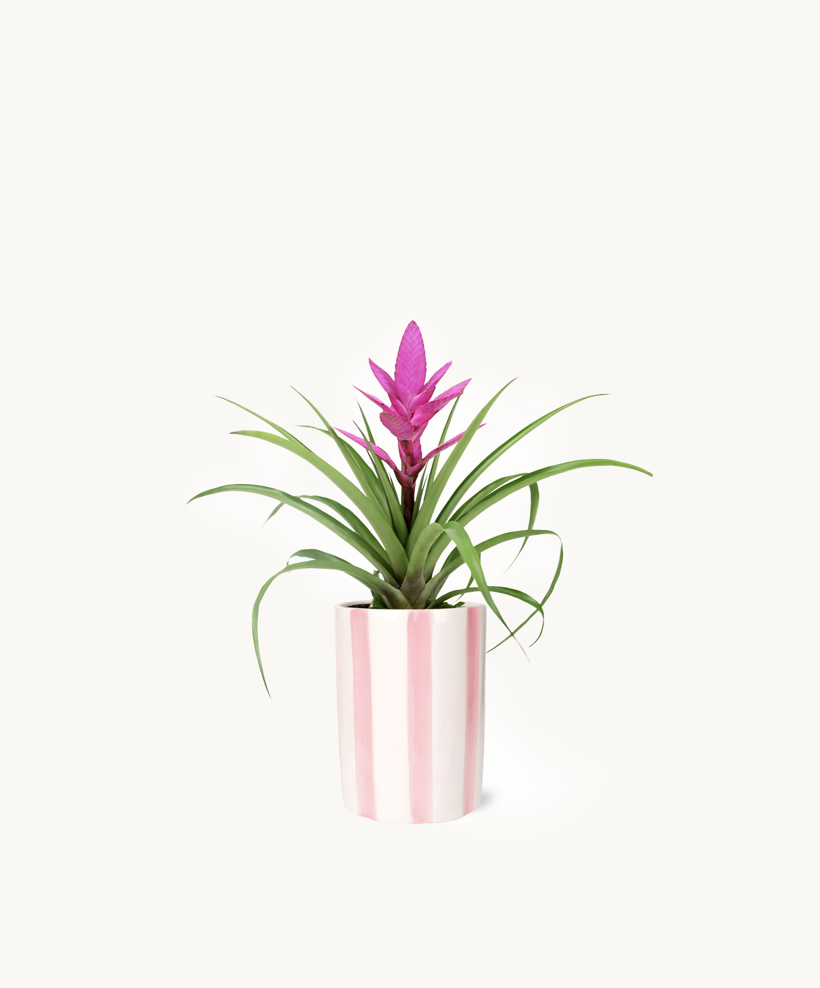 Vibrant pink bromeliad plant in a stylish striped pot, ideal for home decor.