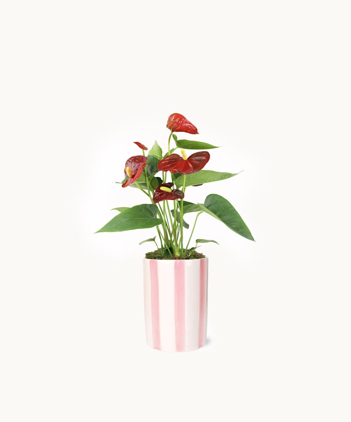 Vibrant red anthurium plant in a stylish pink-striped pot, adding charm to any space.
