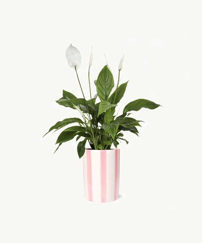 Elegant peace lily plant in a striped pink pot, adding a vibrant touch to any space.