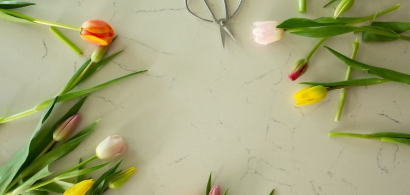 Colorful tulips in various shades arranged on a table, with floral scissors nearby.