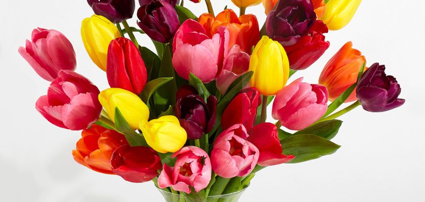 Vibrant mixed tulip bouquet featuring rich reds, yellows, and pinks in a clear vase.