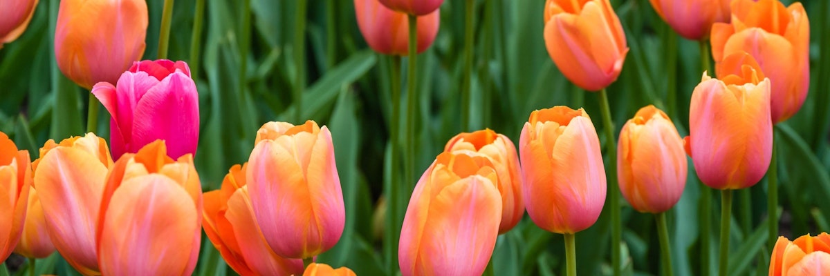 Vibrant field of orange and pink tulips swaying gently in the breeze, showcasing spring's beauty.