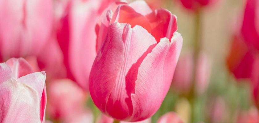 Beautiful close-up of a pink tulip blooming among a vibrant garden, showcasing delicate petals.