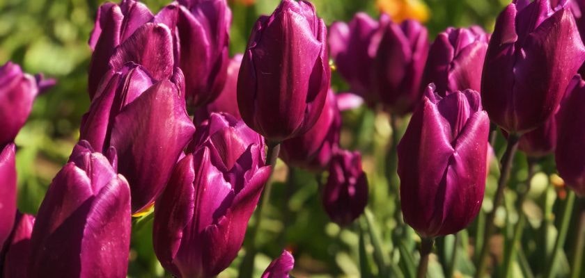 Vibrant purple tulips swaying gracefully in the sunlight, surrounded by lush green foliage.