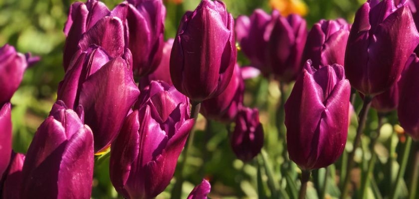 Vibrant purple tulips swaying gracefully in the sunlight, surrounded by lush green foliage.