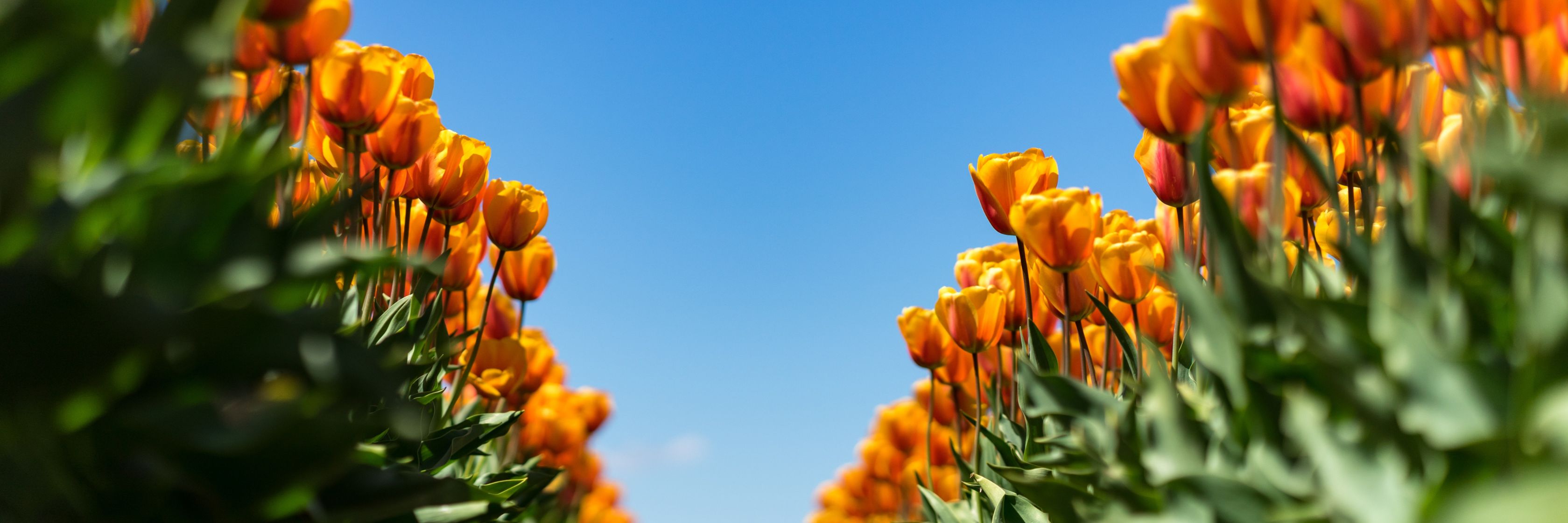 Vibrant field of yellow tulips against a clear blue sky, showcasing nature's beauty.