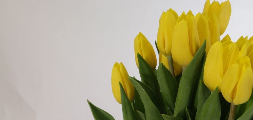 Vibrant bouquet of fresh yellow tulips with lush green leaves, perfect for brightening any space.