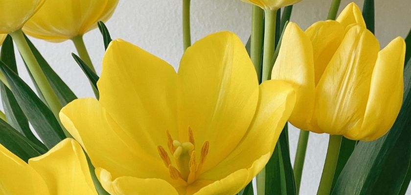 Bright yellow tulips gracefully arranged with green leaves, ideal for spring decor and celebrations.