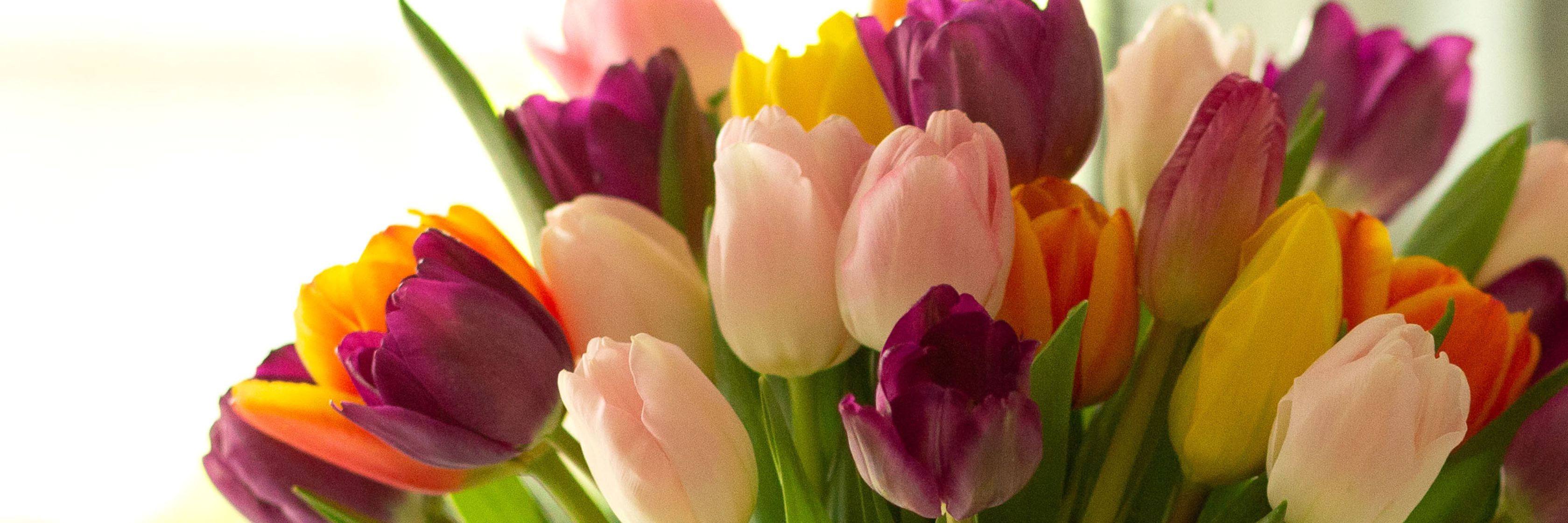 Vibrant tulip bouquet featuring purple, yellow, and pink blooms, perfect for brightening any space.