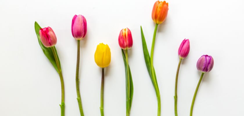 Vibrant tulips in shades of pink, yellow, and purple arranged elegantly, showcasing spring beauty.