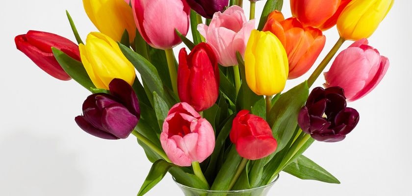 Vibrant mixed tulip bouquet featuring shades of red, pink, yellow, and purple in a glass vase.