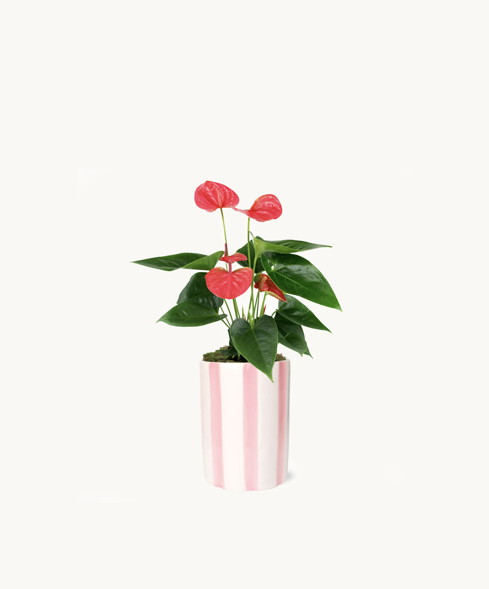 Vibrant red anthurium plant in a stylish pink striped pot, perfect for home decor.