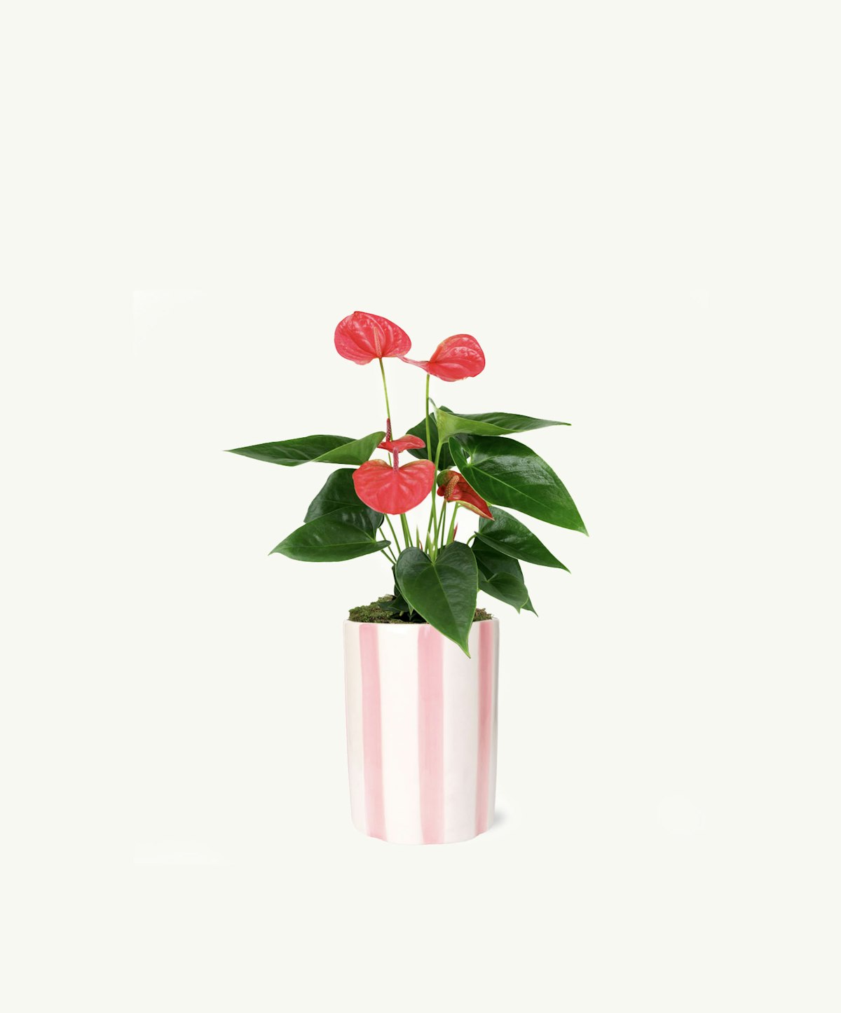 Pink Anthurium Pink Stripe Pot Premium Floral Gift |