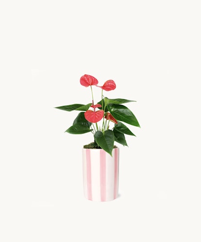 Vibrant red anthurium plant in a stylish pink striped pot, perfect for home decor.