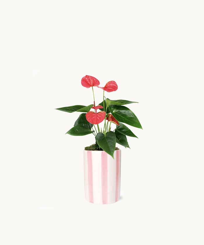 Vibrant red anthurium plant in a stylish pink striped pot, perfect for home decor.