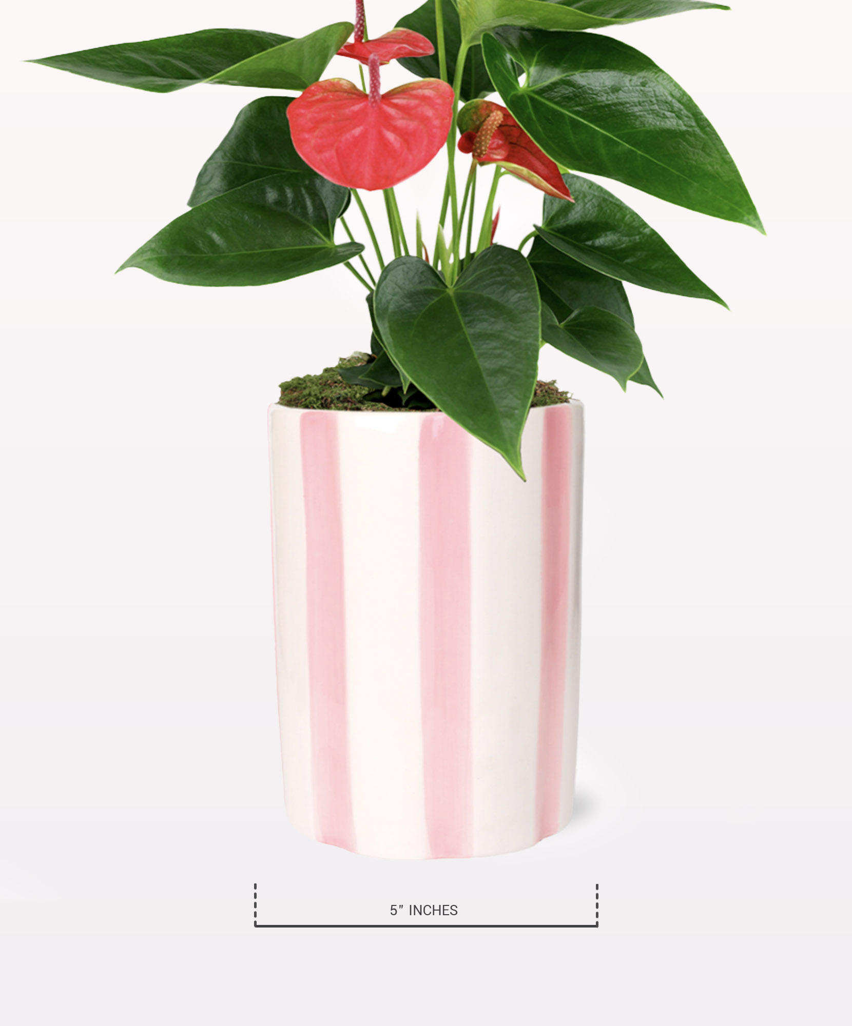 pots plant CATO