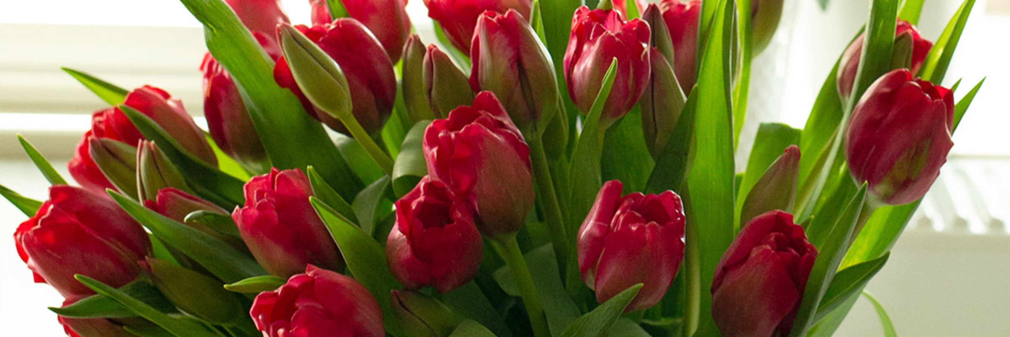 Vibrant bouquet of red tulips surrounded by lush green leaves, ideal for spring celebrations.