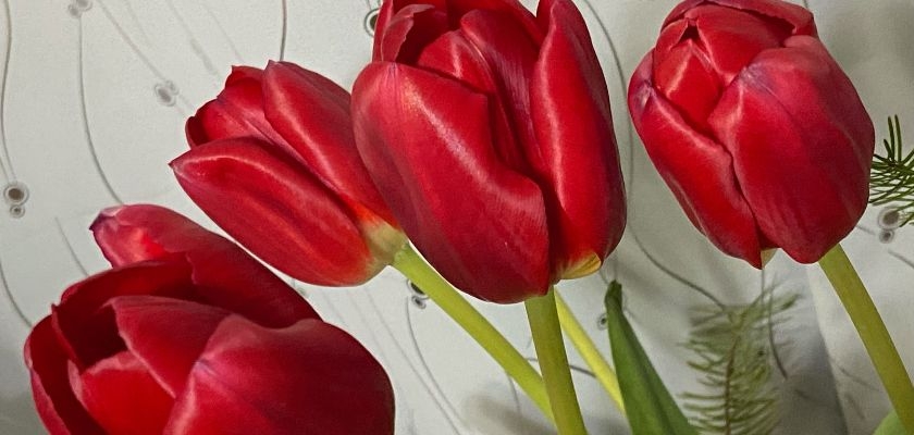 Vibrant red tulips with smooth petals, elegantly arranged for a stunning floral display.