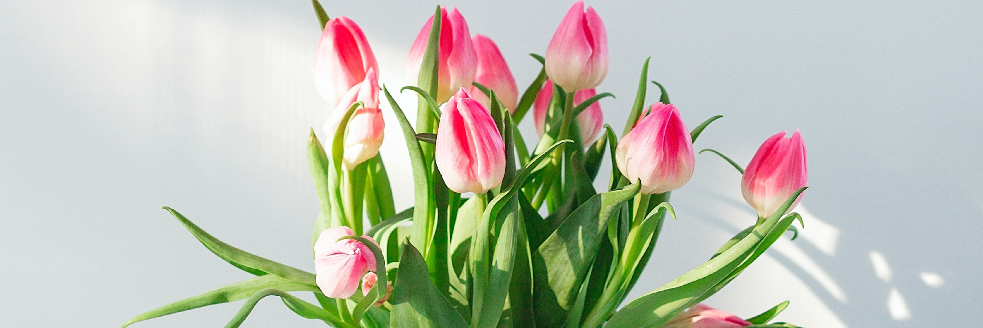 Delicate pink tulips with vibrant green leaves arranged in a charming floral display.