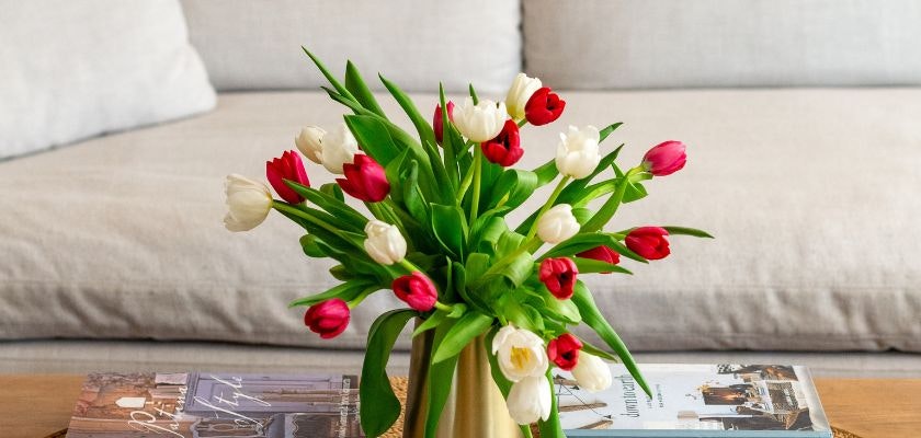 Vibrant tulip arrangement in a gold vase, featuring red and white blooms, perfect for any decor.
