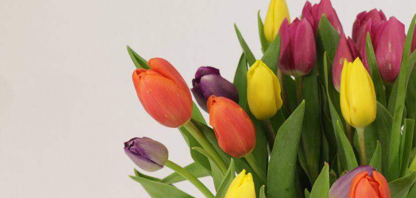 A vibrant bouquet of tulips in various colors, perfect for spring celebrations and gifts.