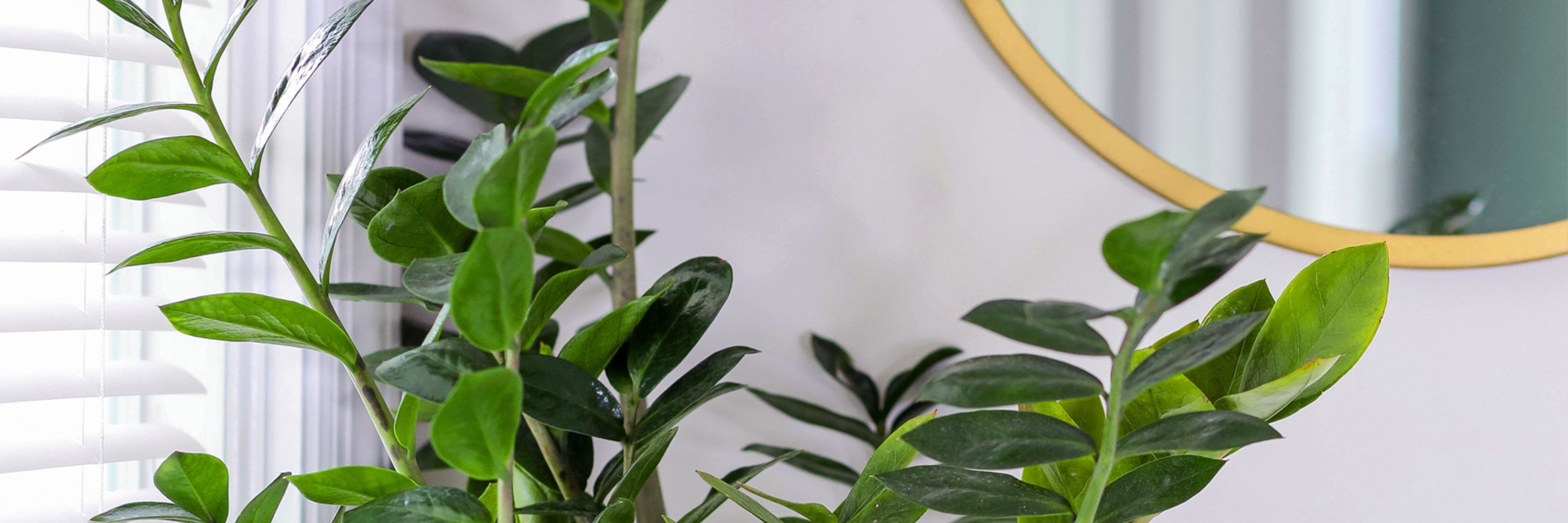 Lush green indoor plants in a stylish arrangement beside a round mirror, enhancing modern decor.