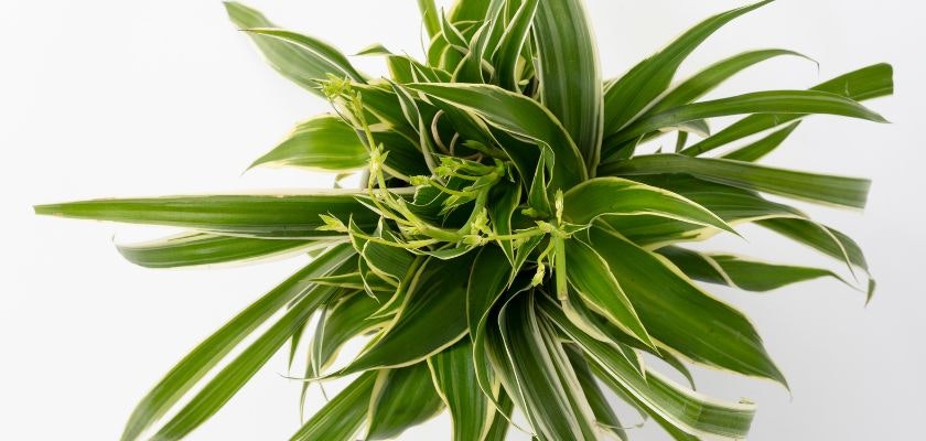 Lush green plant with striking variegated leaves, ideal for indoor decor and enhancing spaces.