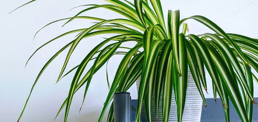 Vibrant spider plant with long, striped leaves in a white textured pot, enhancing indoor decor.