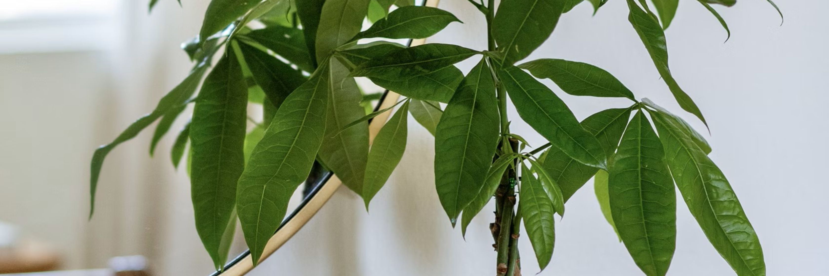 Lush green leaves of a Pachira aquatica plant, perfect for indoor decor and air purification.