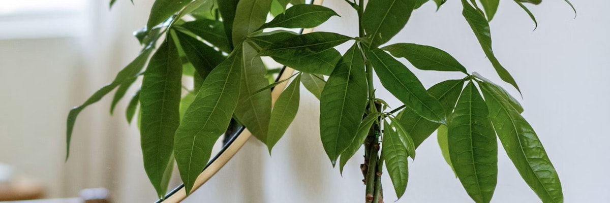Lush green leaves of a Pachira aquatica plant, perfect for indoor decor and air purification.