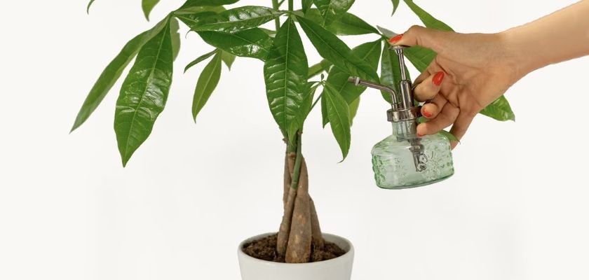A hand watering a healthy money tree plant with a vintage glass sprayer, promoting indoor greenery.
