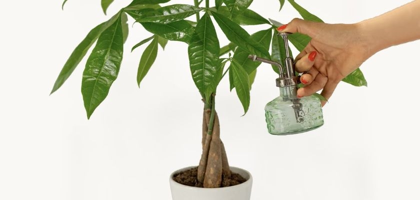 A hand watering a healthy money tree plant with a vintage glass sprayer, promoting indoor greenery.