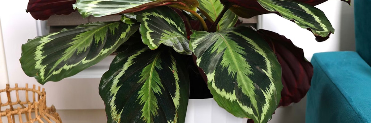 Vibrant houseplant with striking green and burgundy foliage in a stylish pot, enhancing home decor.