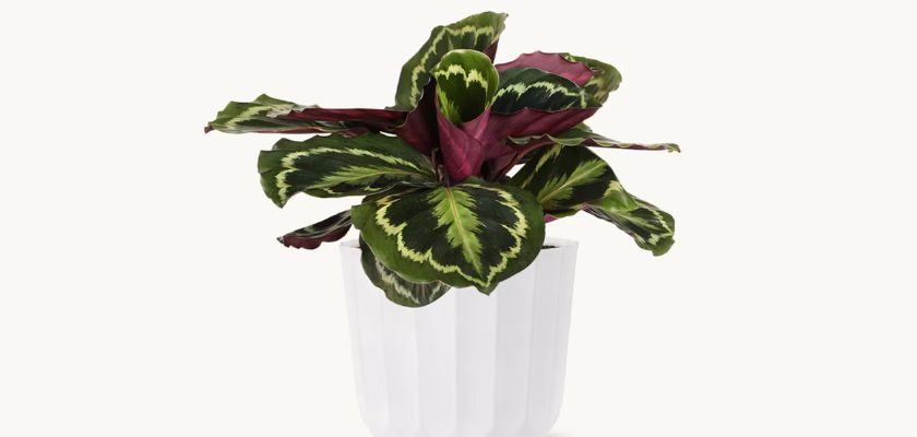 Vibrant calathea plant with striking green and purple leaves in a modern white pot.