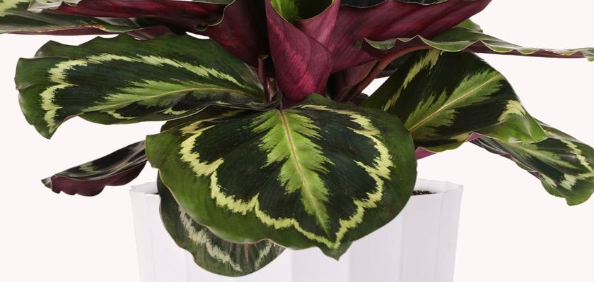 Vibrant Calathea plant with striking green and purple patterned leaves in a stylish white pot.