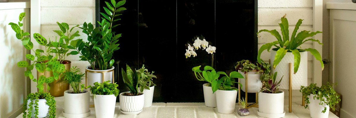 The Ultimate Holiday Gift Guide for Plant Lovers