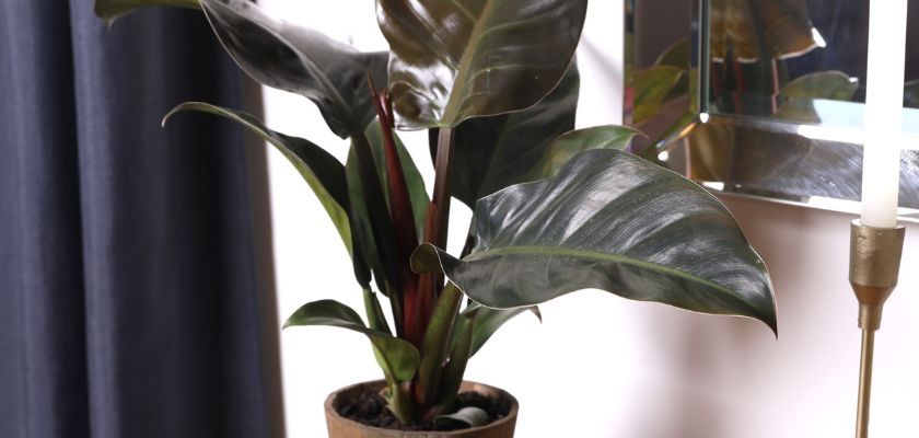 A striking rubber plant with glossy green leaves, adding elegance to modern home decor.