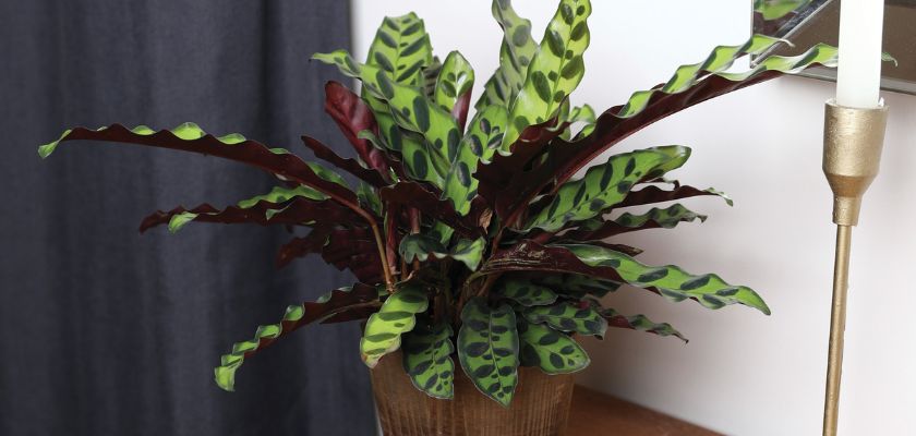 Vibrant Calathea plant with striking green and burgundy leaves, perfect for home decor.