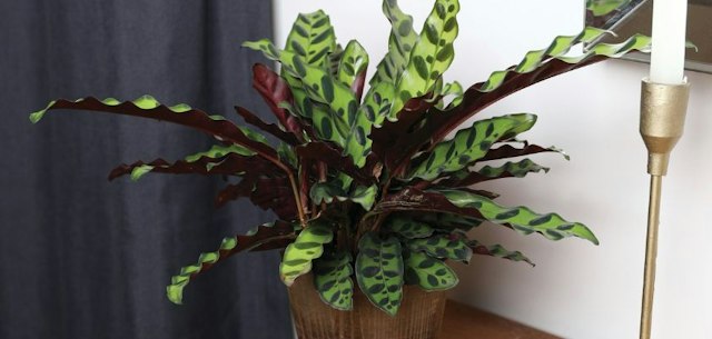 The Ultimate Holiday Gift Guide for Plant Lovers