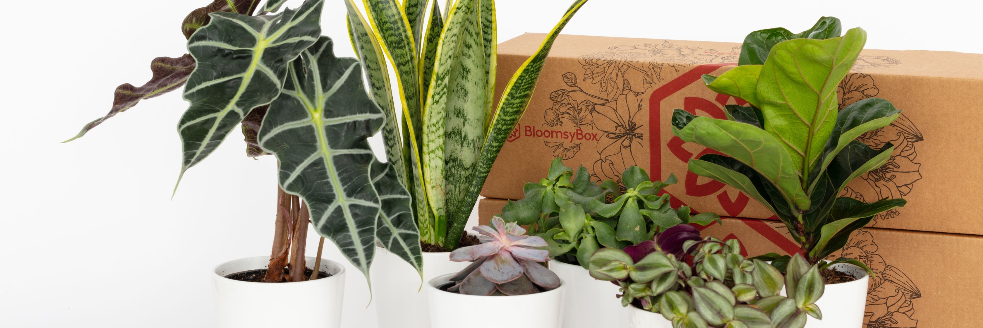 A vibrant selection of indoor plants in stylish pots, presented with a BloomsyBox delivery package.