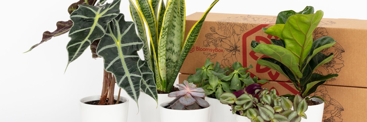 A vibrant selection of indoor plants in stylish pots, presented with a BloomsyBox delivery package.